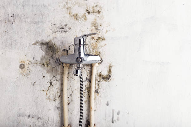 Best Black Mold Remediation in Salem, MA