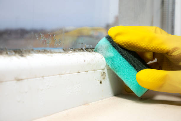 Best Post-Flood Mold Remediation in Salem, MA